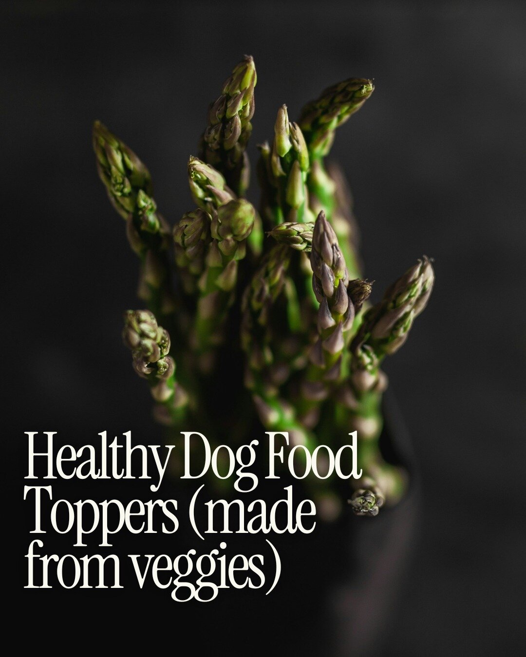 Years ago we used to say &ldquo;eat your veggies it&rsquo;s good for vitamins.  Today we know so much more about nutrition.⁠
⁠
Vegetables have different health benefits for your dog. If they are struggling with inflammation, hydration, or gut health,