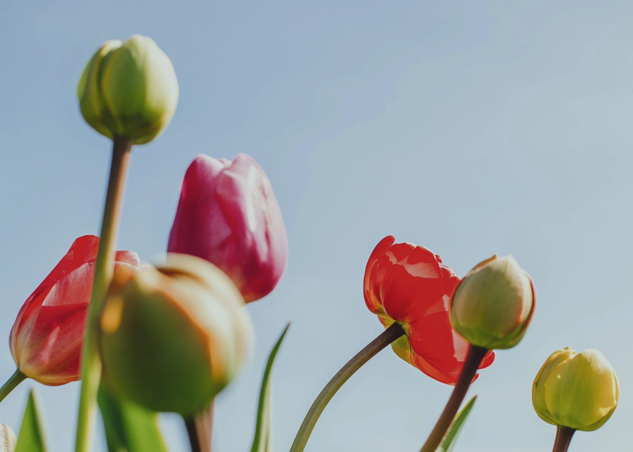Tulips III