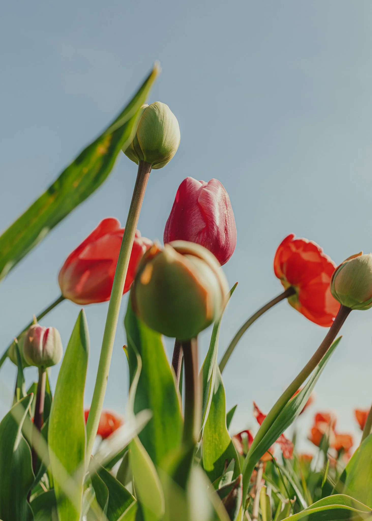Tulips II