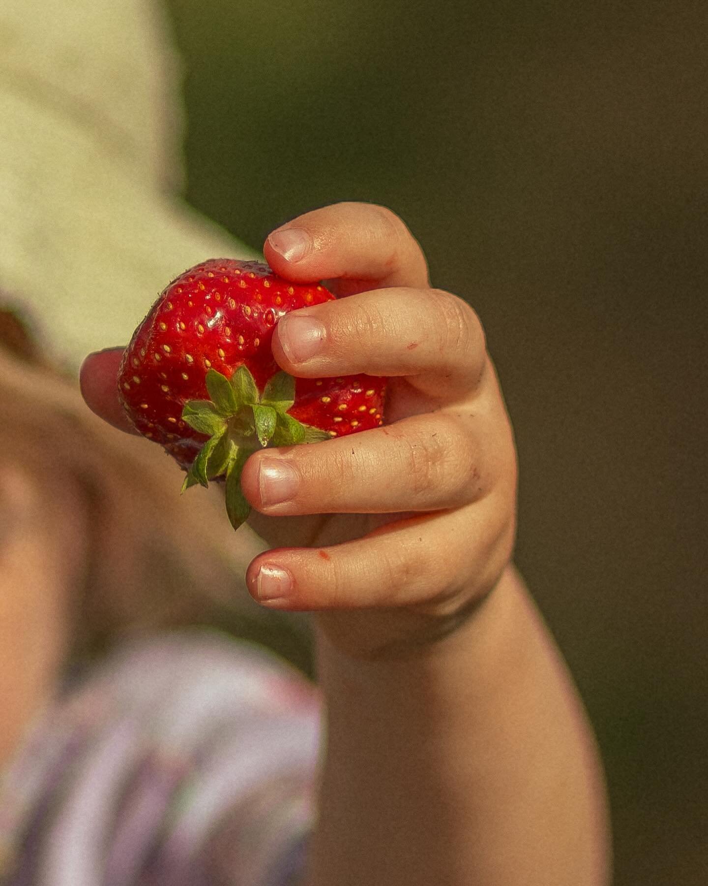 Tiny hands picking fruits and vegetables 🍓🧅🫛 what a special experience showing my little guy and his cousin where food comes from, eating too many raspberries straight from the plant, and watching them run through the fields just having the best d