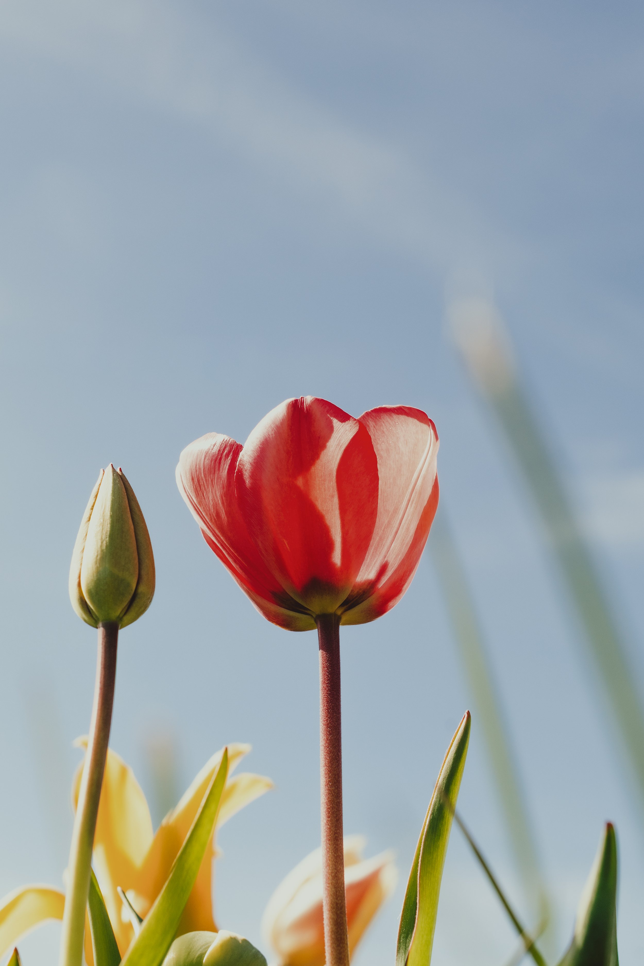 Tulips I