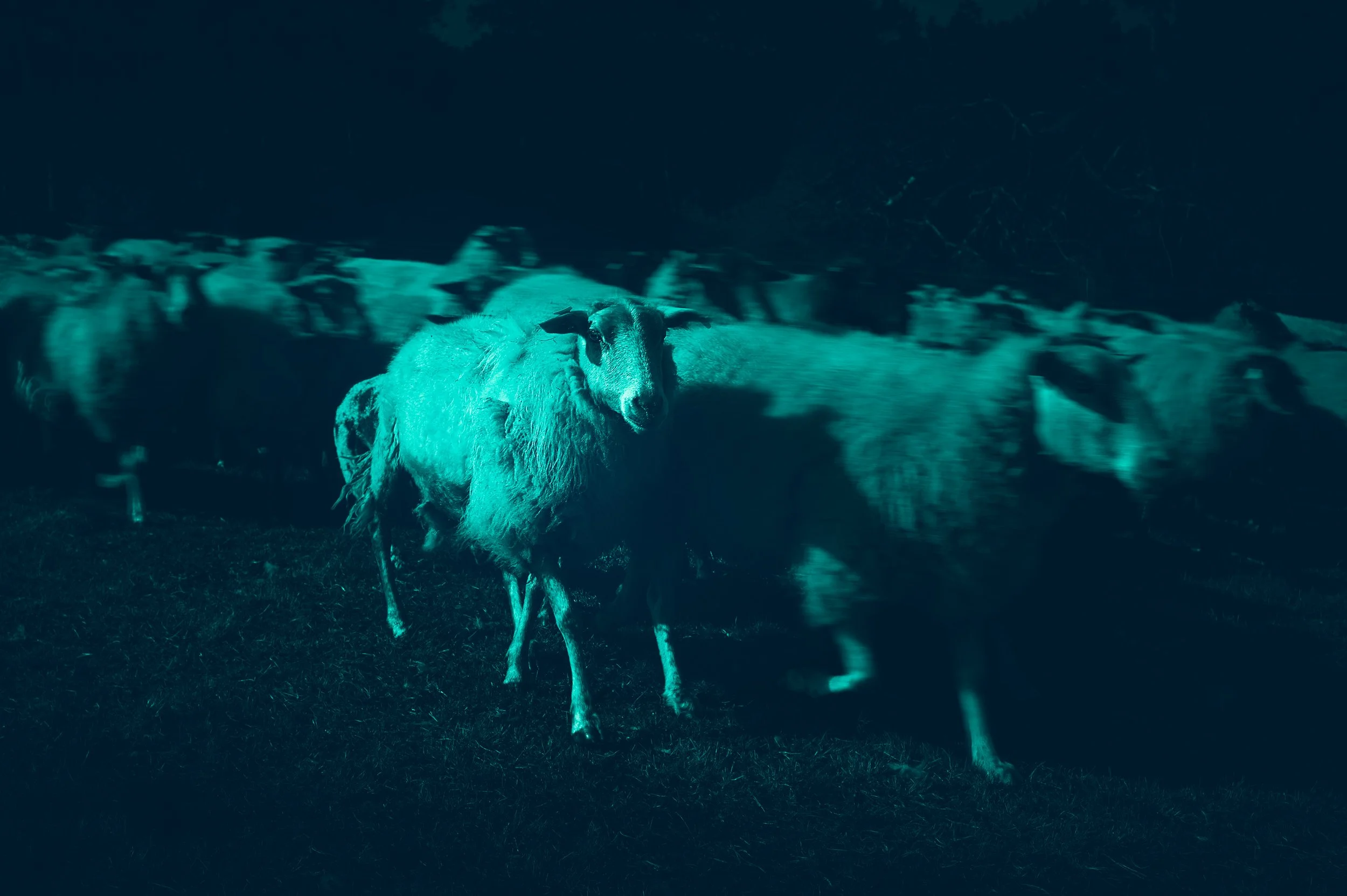 Through the eyes of the wolf