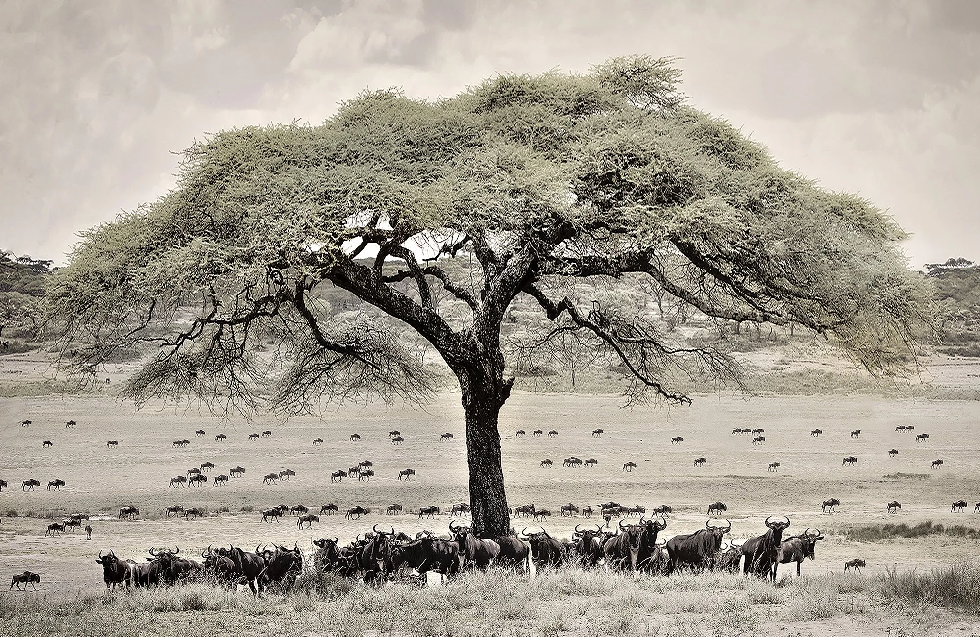 reworked wildebeast-beneath-tree-pano-for-photomatix_tonemapped-flat-sharp.jpg