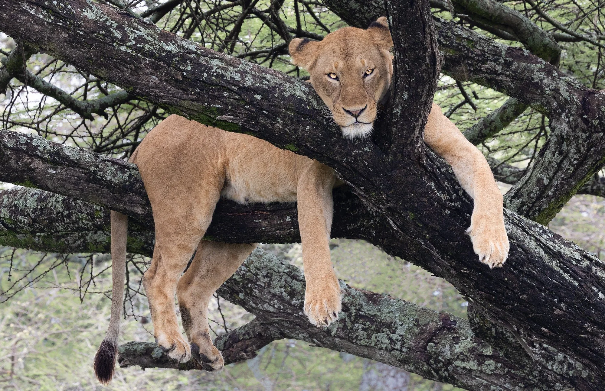 single lion in tree_.jpg