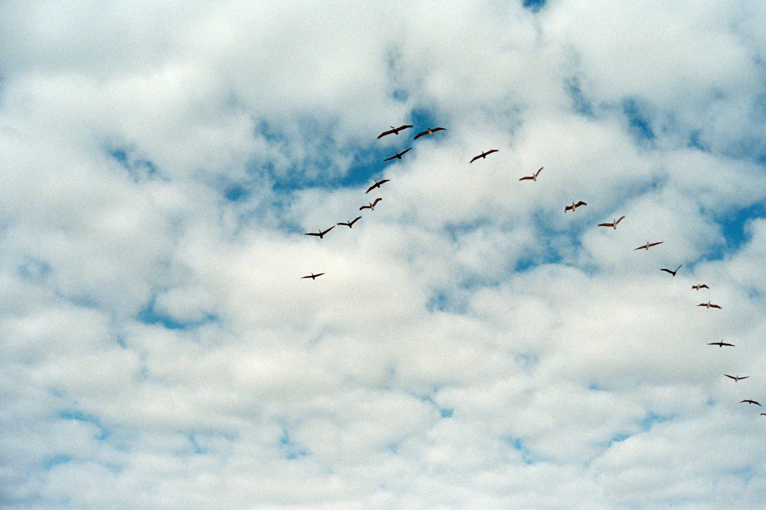 "Free", 2024, 12"x14.25" (with borders), Print on Satin Paper First Edition 1/1, $100