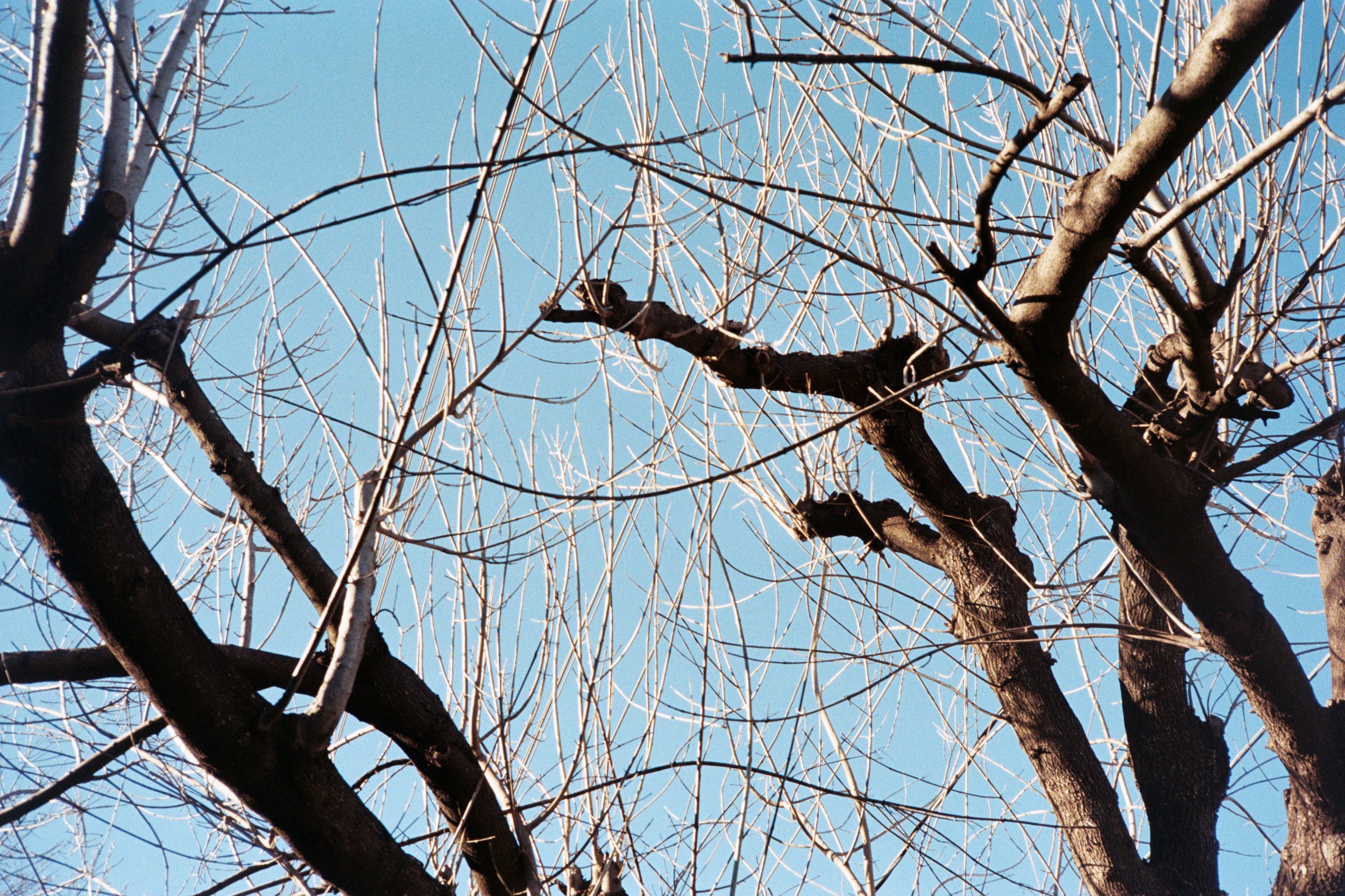 "Sherman Tree 2", 2024, 12"x14.25" (with borders), Print on Satin Paper First Edition 1/1, $100