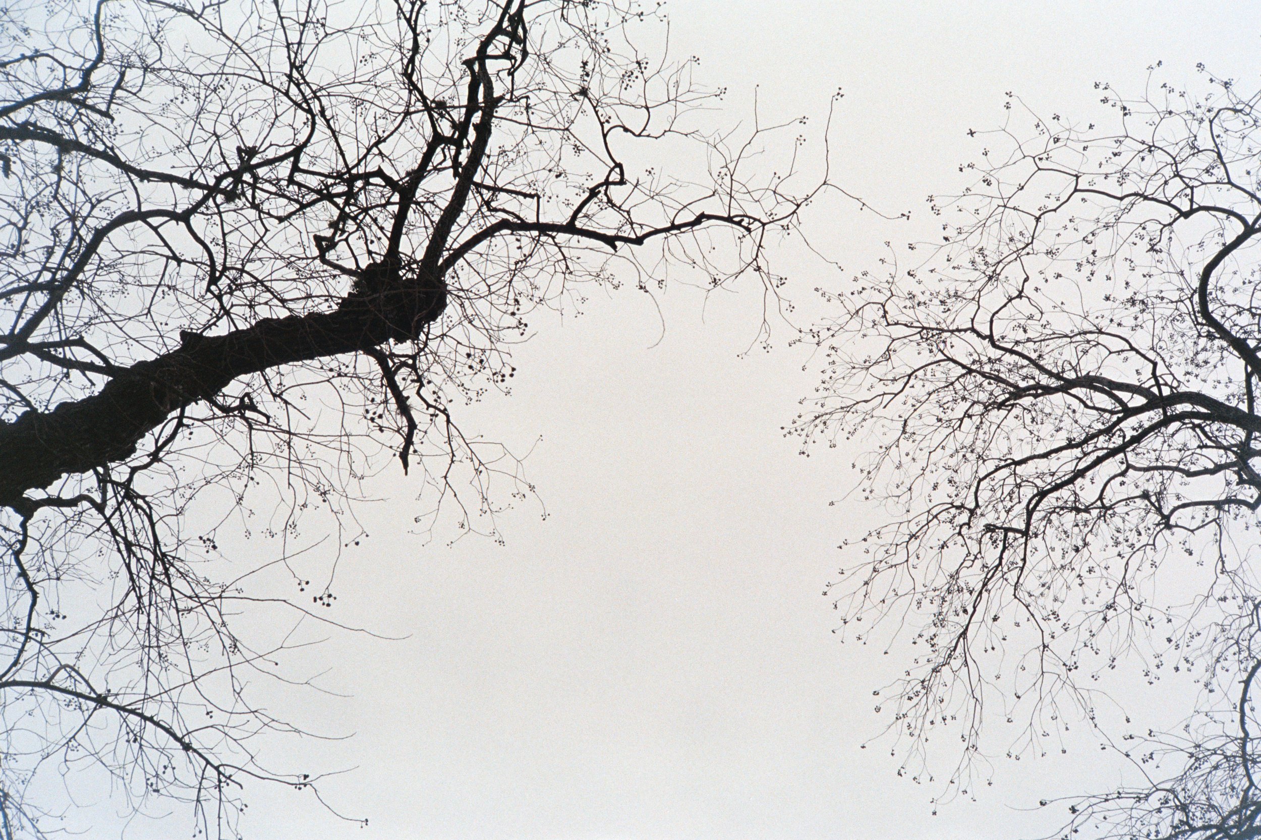 "Winter Dreams", 2024, 12"x14.25" (with borders), Print on Satin Paper First Edition 1/1, $100