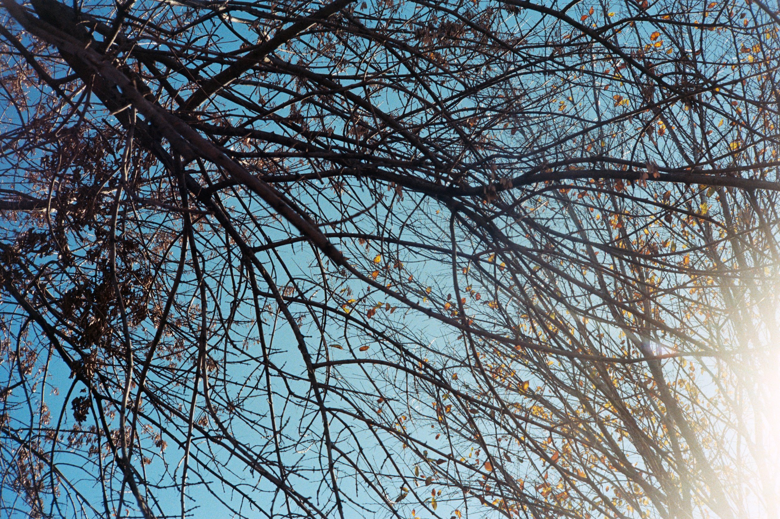 "Cesar Chavez Tree", 2024, 12"x14.25" (with borders), Print on Satin Paper First Edition 1/1, $100