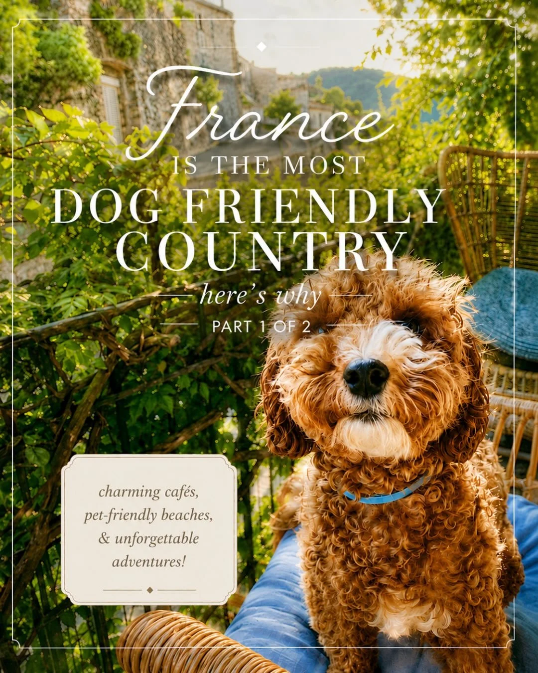 France isn&rsquo;t just dog-friendly&hellip; it&rsquo;s dog-welcoming. 🇫🇷🐾

Inside restaurants. On high-speed trains. At beach clubs. Even wine tastings.

Here are 5 reasons traveling France with a dog feels completely different and why Milou is t