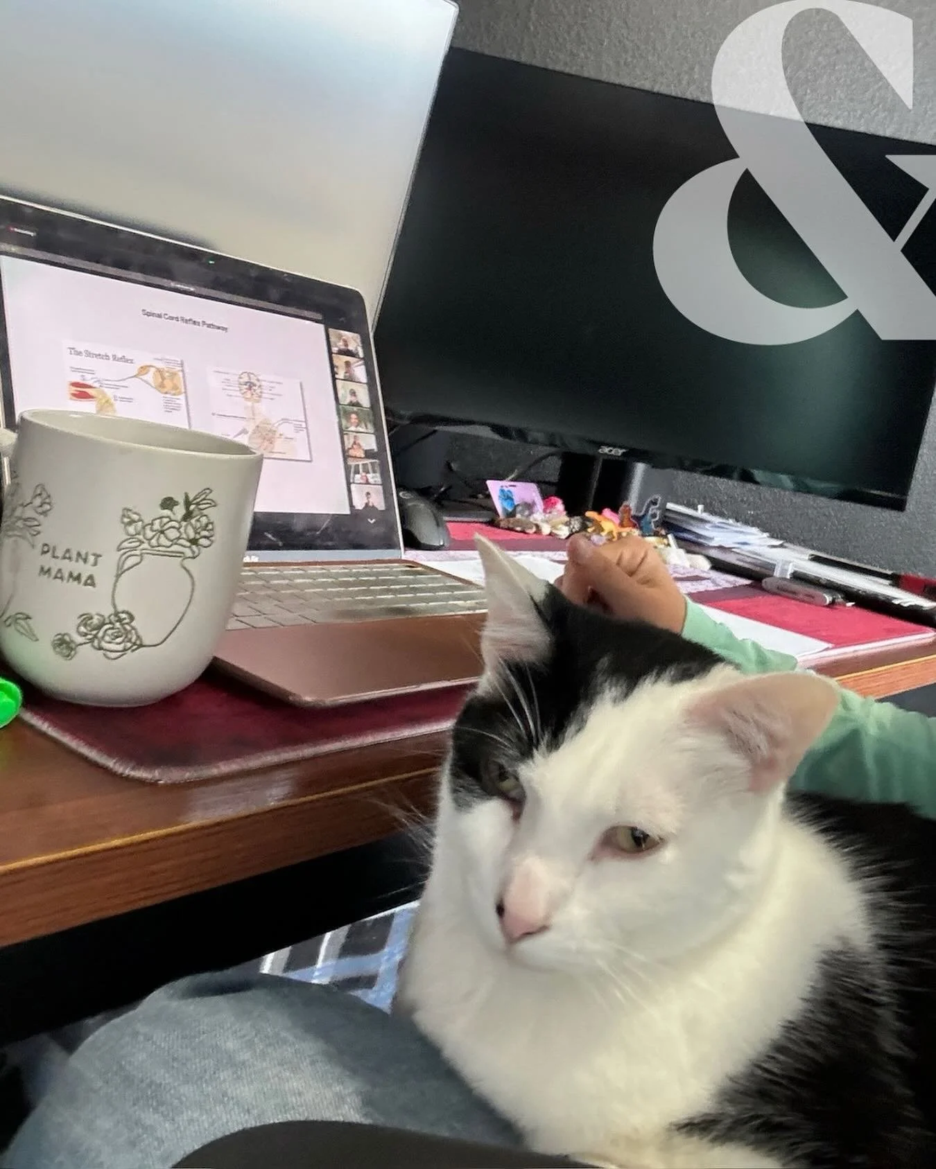 Ever wondered how someone becomes an animal chiropractor? 🐾

First, you have to be either a Chiropractor (DC) or a Veterinarian (DVM). Then comes additional post-graduate training to learn how to safely, correctly, and effectively adjust animals.

O