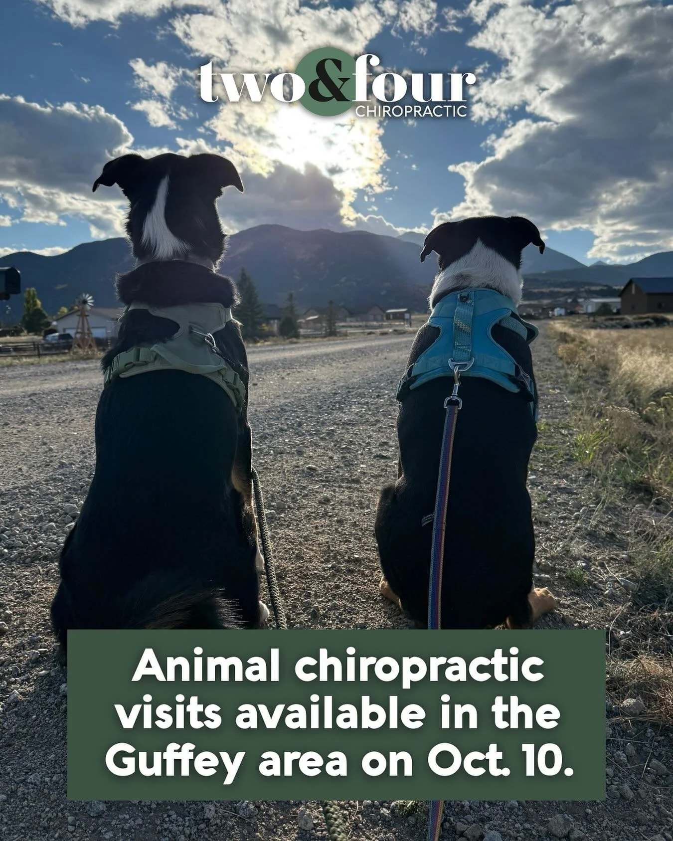 Dr. Callie has room to add one more evening stop between Buena Vista and Guffey on Friday, October 10th! 

If this day/time doesn&rsquo;t work for you, we&rsquo;re always setting up new trips! Contact us to figure out a day that works for you.

Ready