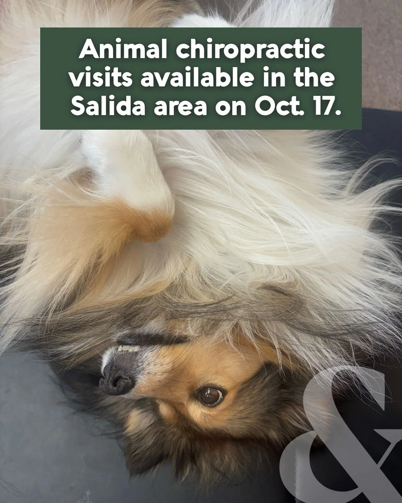 Does your animal&hellip; 
Seem like they&rsquo;re slowing down?
Limp or favor a leg?
Flinch when you touch its spine?
Not enjoy activities it used to?

These are common signs of pain. Good news: chiropractic care can help our furry friends just like 