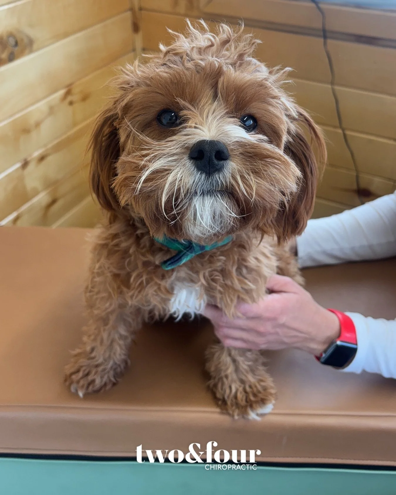 It&rsquo;s hard to say no more treats to this sweet little face. 

Merlin&rsquo;s parents decided to have him checked out now that he is healed from being hit by a car a few months ago. He&rsquo;s doing great, but has a few movement restrictions we a