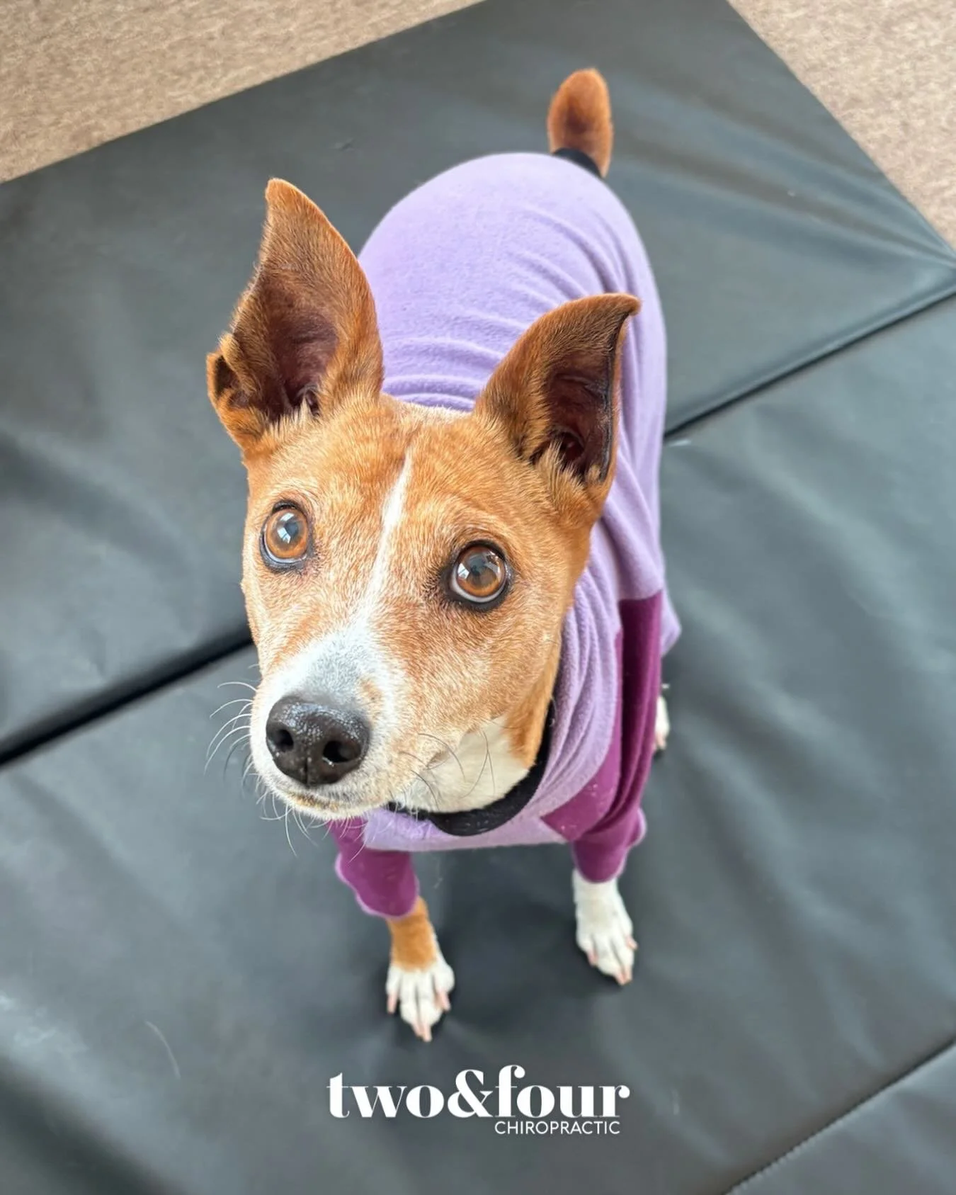 It&rsquo;s National Dress Up Your Pet Day! 

We sure do love when our canine clients come in sporting their best outfit.