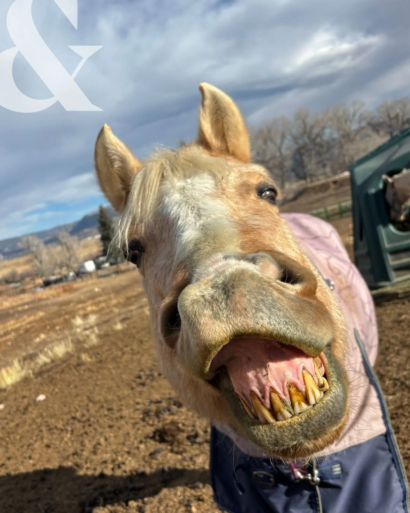 Say cheese! It&rsquo;s the weekend. We hope you enjoy it! 

We love all of our animal clients, but these seniors sure hold a special place in our heart 💚

Want to help your senior feel a little bit younger again? Give us a call
(719) 204-3566