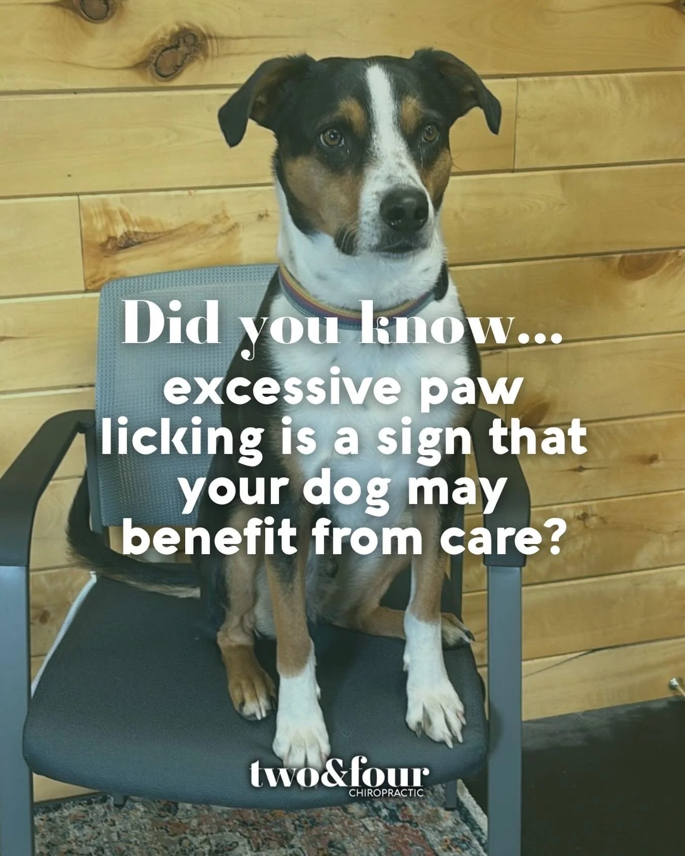 Many people bring their dogs to see us because they are limping or having a harder time getting around, but another sign that your dog may benefit from care is excessive paw licking. 

Dogs can start licking their paws for a number of reasons, but on