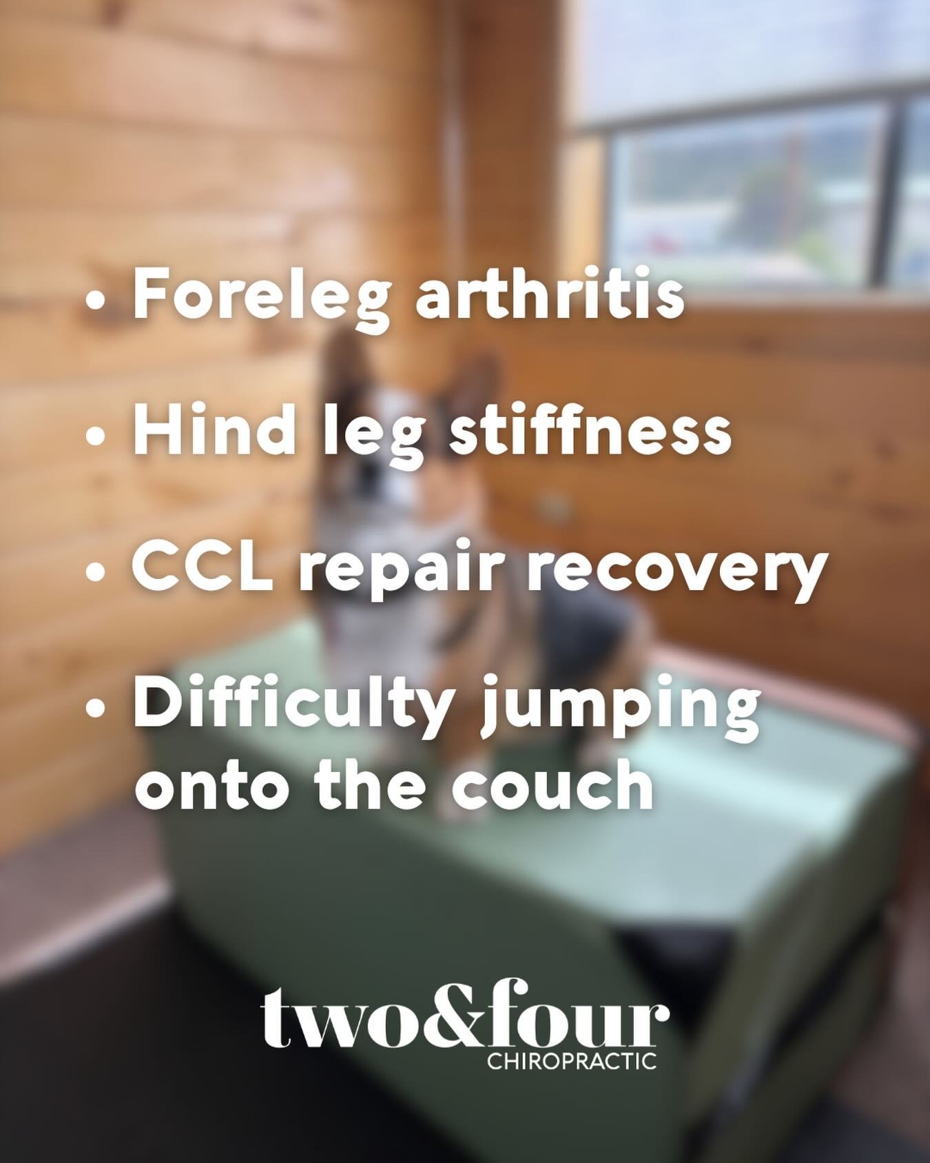 We saw dogs in the office and in their homes for a multitude of reasons last week! 

Do any of these resonate with your dog? It&rsquo;s time to give us a call! 
(719) 204-3566
