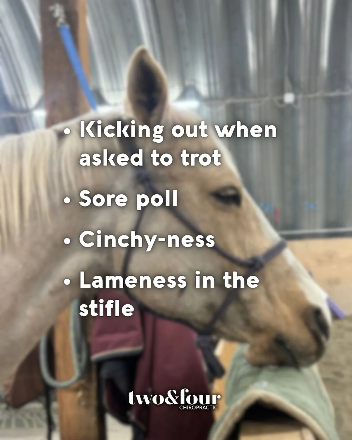Adjustments are beneficial for many common problems we see in horses - here are just a few we had on the schedule last week. 

Wondering if chiropractic care could benefit your horse? Message us to find out more or to schedule (719) 204-3566