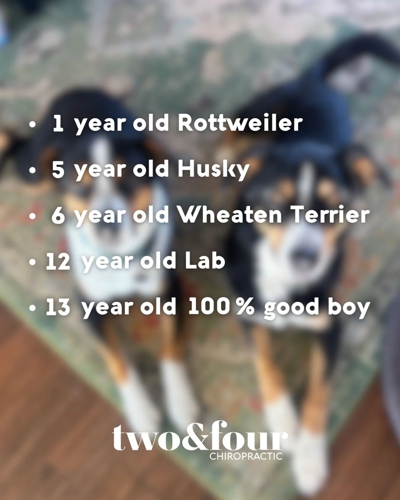 Whether your young pup has played too hard or your older dog isn&rsquo;t able to play as hard as they used to - chiropractic care can help. 

Here&rsquo;s just a few of the ages / breeds we&rsquo;ve seen recently. Ready to add yours to the list? 
Boo