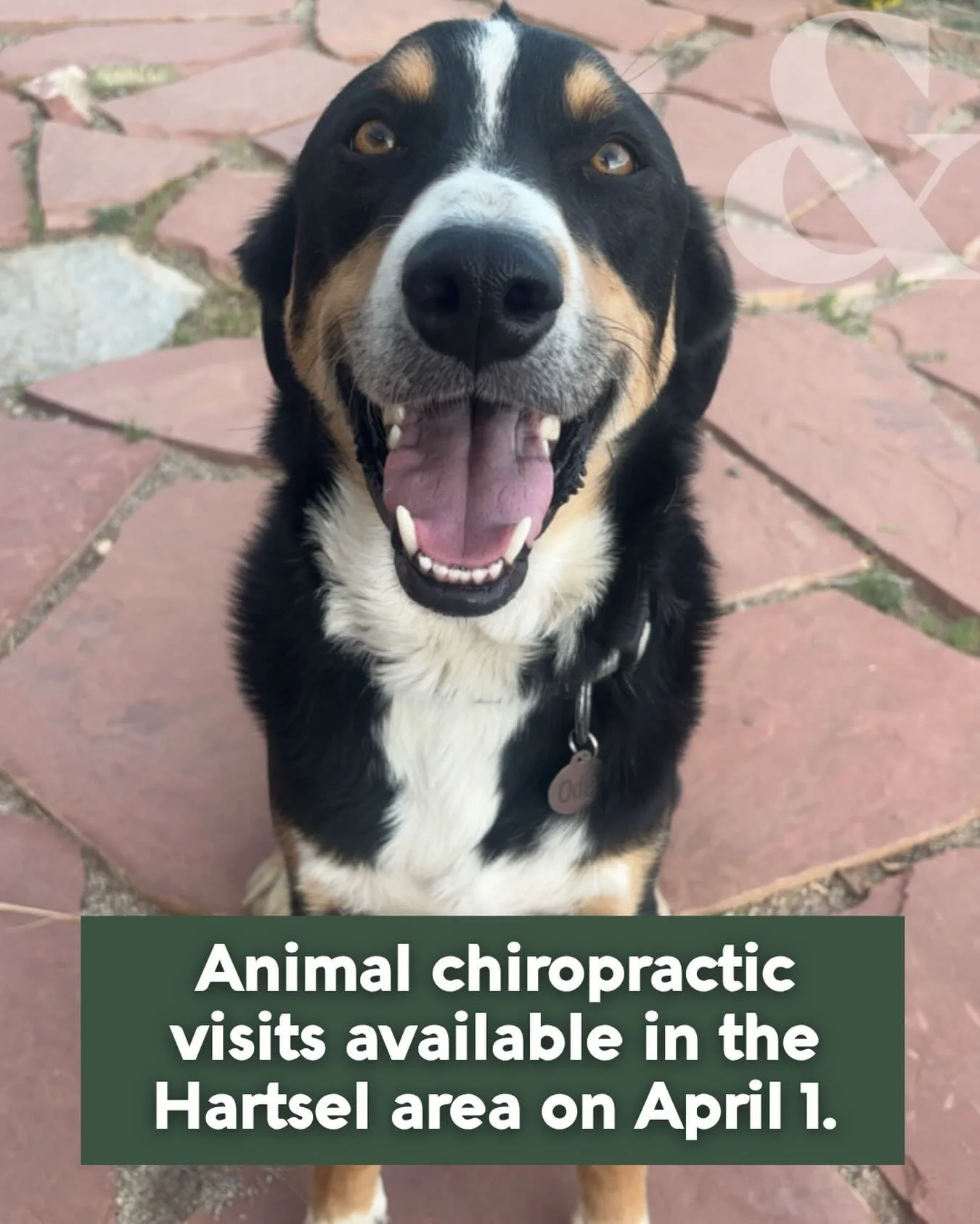 If your dog or horse is showing signs like 
&bull; limping 
&bull; difficulty doing activities they previously could 
&bull; flinching when you touch around their spine 
They may benefit from chiropractic care 

We&rsquo;ll be in the Hartsel area Wed