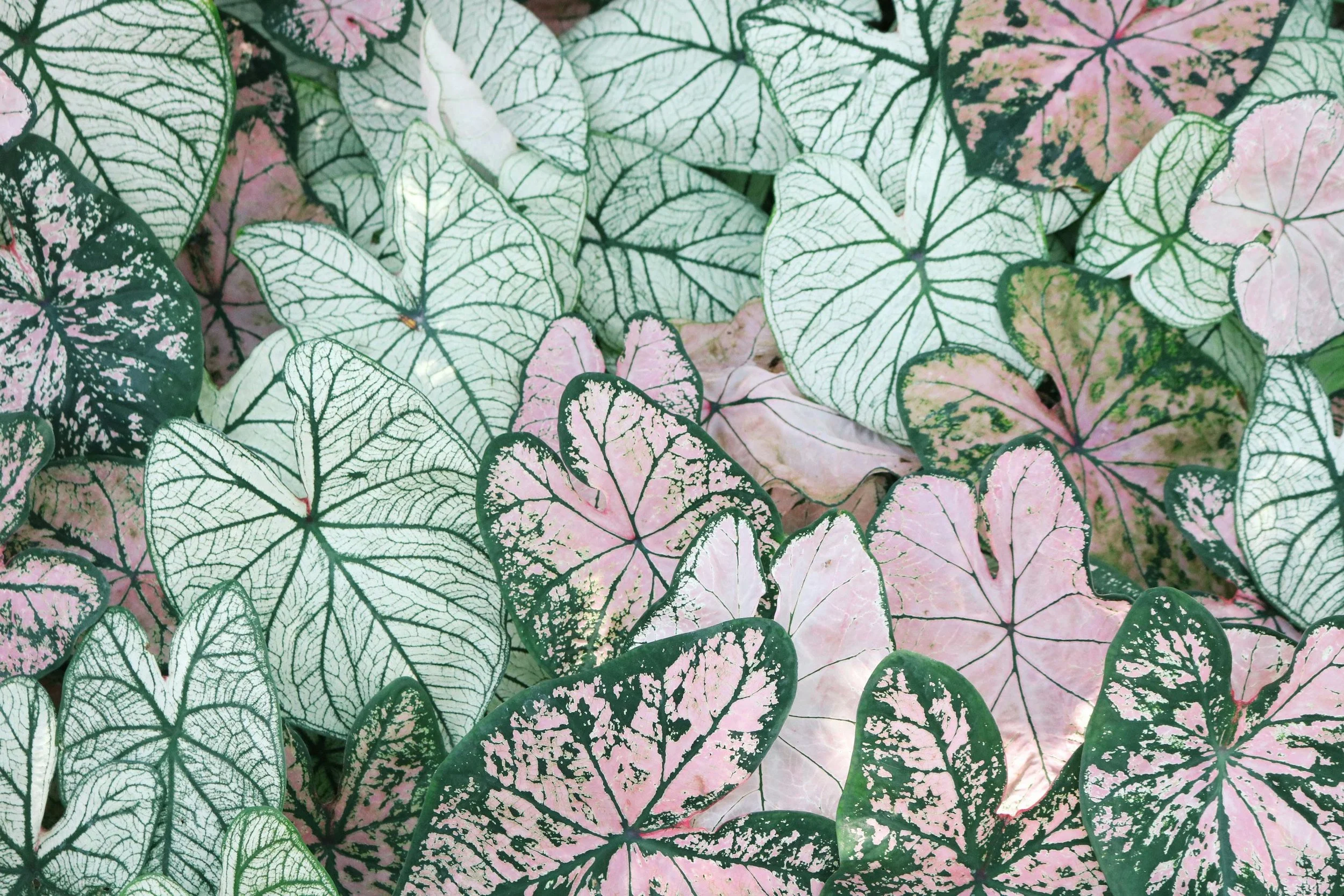 Close-up of variegated angel wing begonias with green, white, and pink leaves.