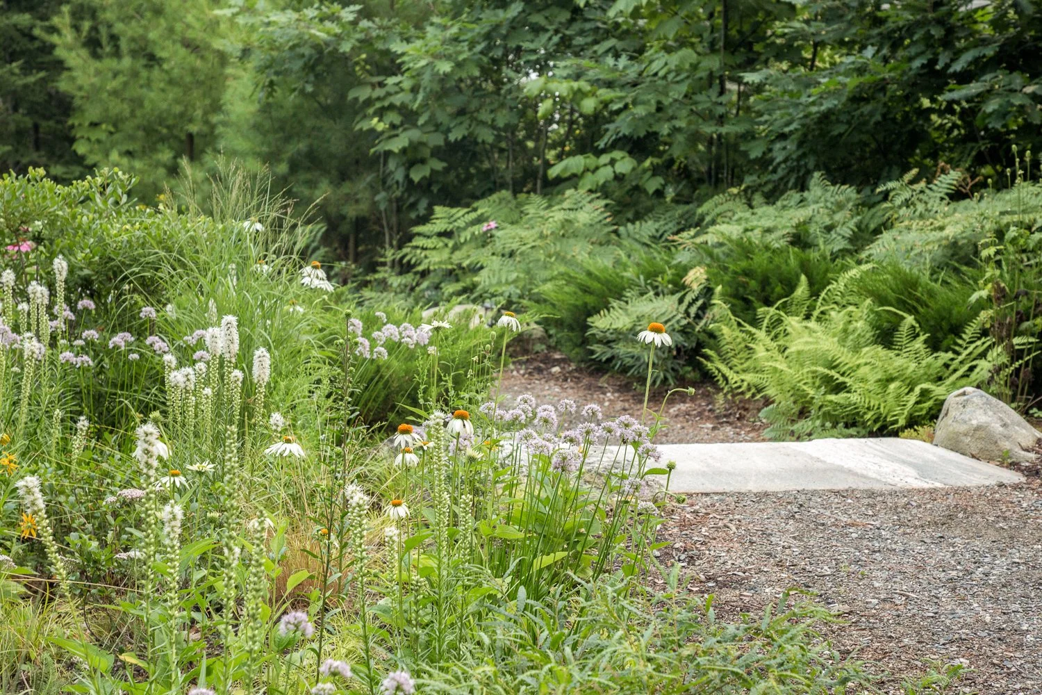 A garden path surrounded by a variety of green plants and flowers, with a stone step in the dirt path.