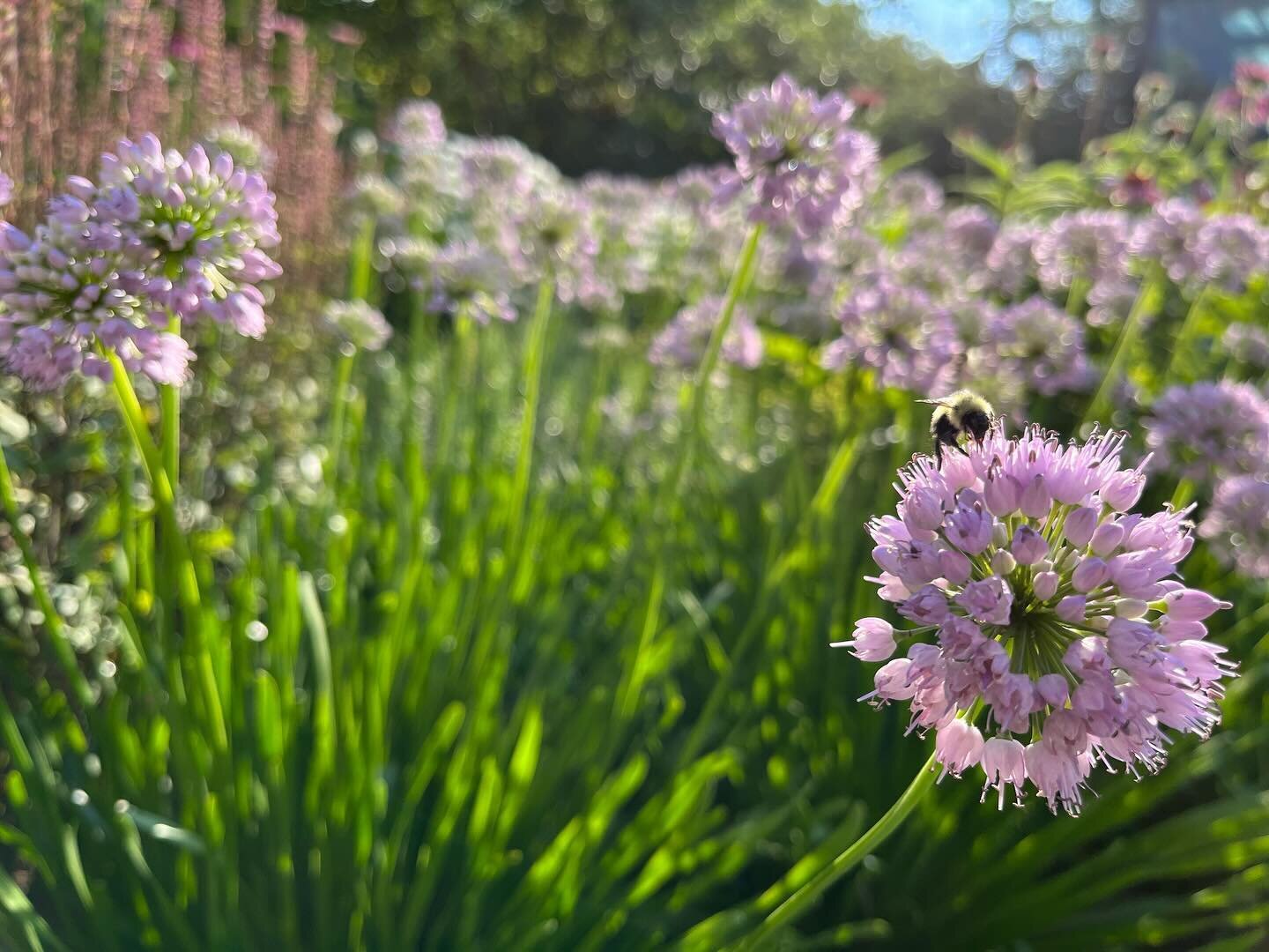 29 Days of Perennial Favorites: 

For each day of February I&rsquo;ll put a spotlight on a hard-working, reliable perennial from the garden. 

Day 16: Allium &lsquo;Summer Beauty&rsquo;&rsquo; (Ornamental Onion)

Anyone who&rsquo;s worked with me or 