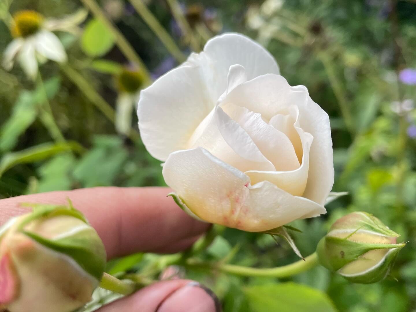 29 Days of Perennial Favorites:

For each day of February I&rsquo;ll put a spotlight on a hard-working, reliable perennial from the garden. 

Day 19: Rosa &lsquo;Claire Austin&rsquo;

This one&rsquo;s a bit of a curveball! 

While not always a plant 