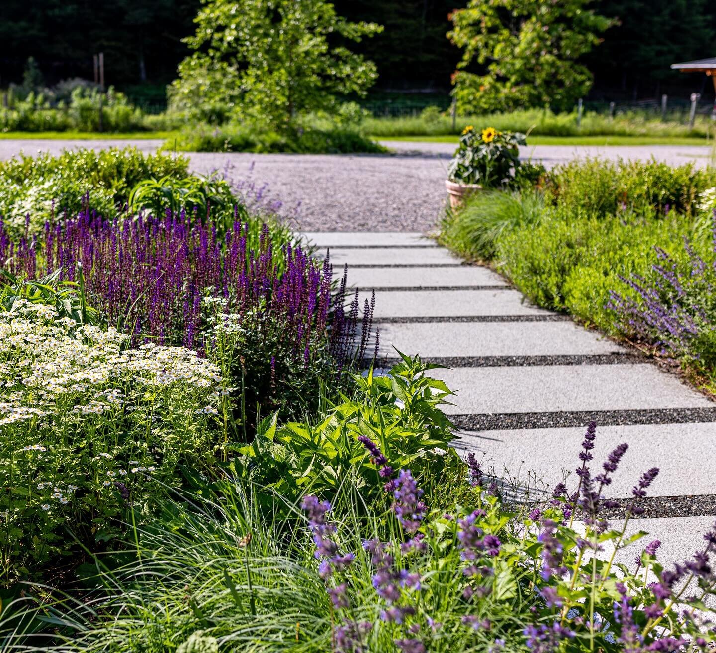 Thankful and honored to receive an honor award from the @vnla.vt for Beaver Meadow Garden. 

Designed and installed four years ago, this garden has been a testing ground for new planting combinations, an opportunity to push the limits of soil fertili
