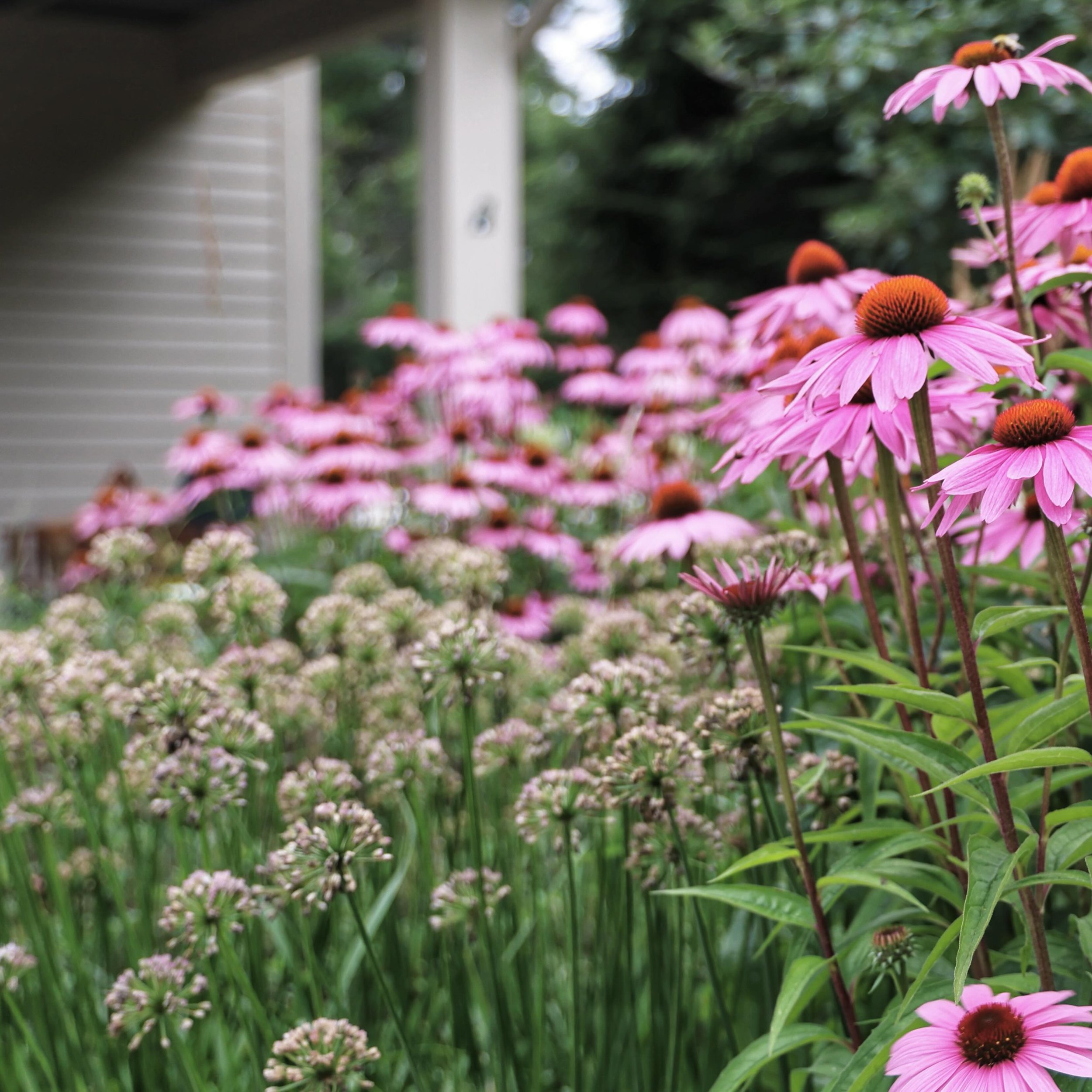 Allium seed heads holding their own against peak Coneflower. 

Dog days of summer, in a picture. 

#landscapedesign #gardens #ecologicaldesign #newengland #allium #echinacea #homedesign
