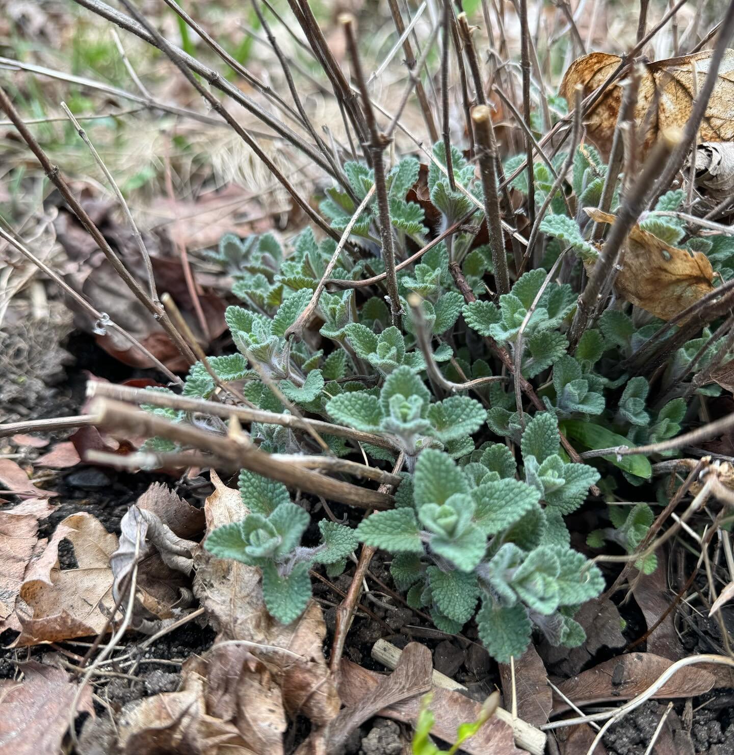 The basal foliage of a catmint plant is one of my favorite early harbingers of spring. A portion of it stays up all winter, braving the snow and cold, but as soon as the daffodils start blooming they erupt into this dense, textured mound that brings 