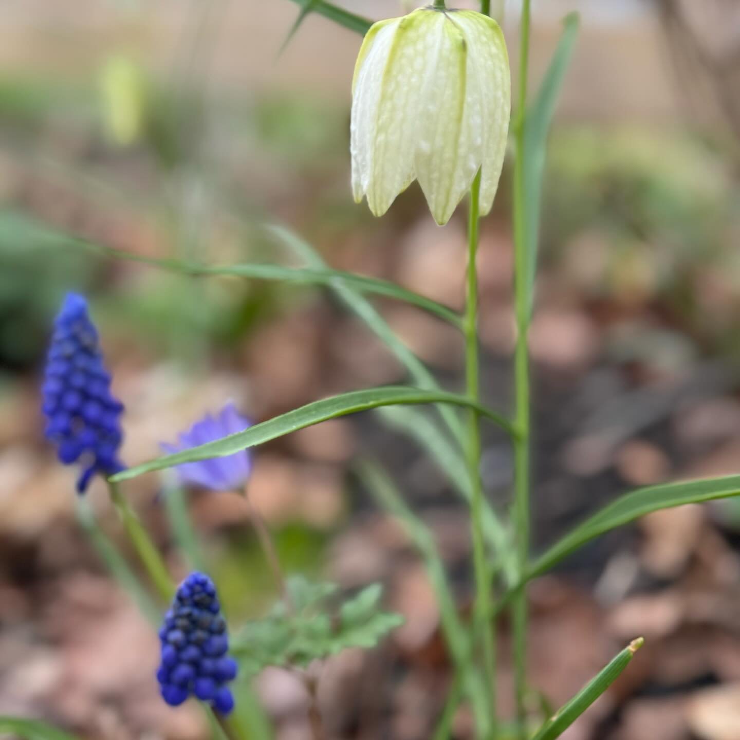 More signs of spring from this weekend:

Fritillarias, Variegated Sedges, Trout Lilies, and Hellebores!