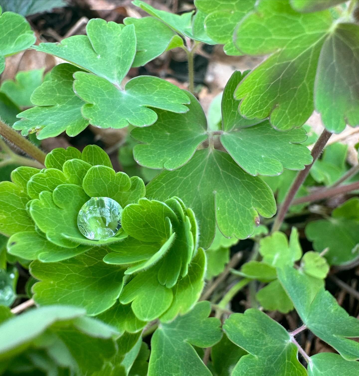 The perfect droplet of water sitting in some columbine foliage. One of my favorite plants in early spring!