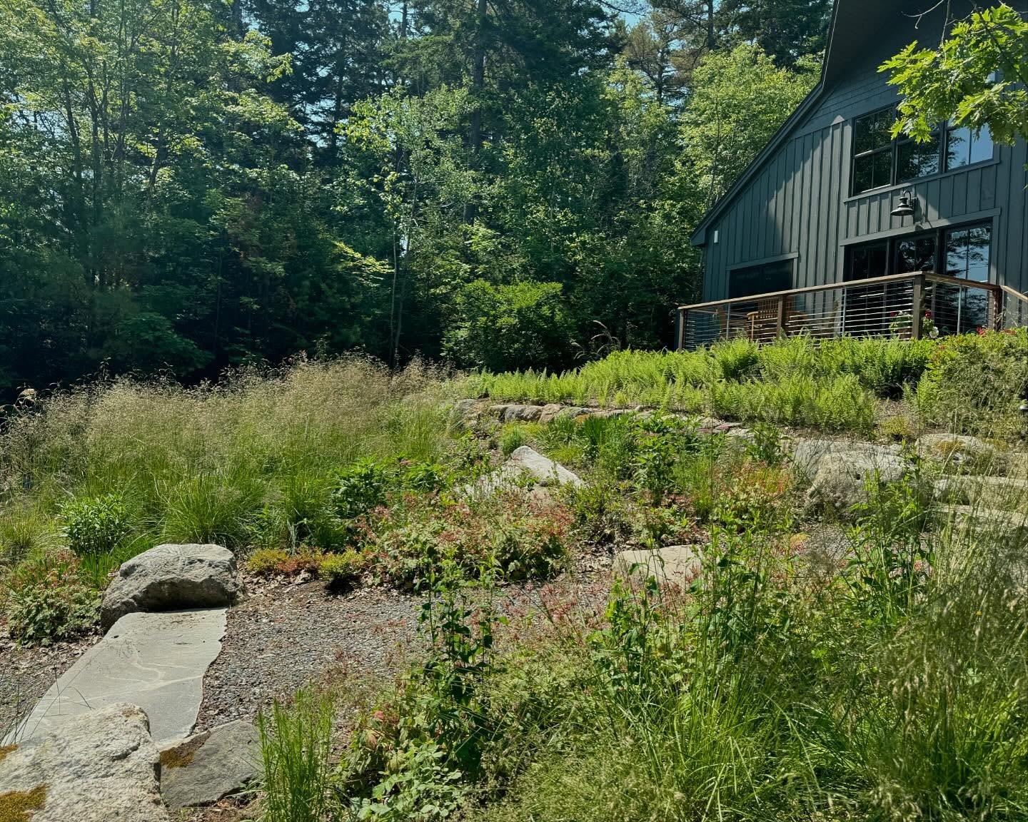 A coastal meadow planting in Southport, Maine. 

Planted two springs ago, this slope was planted as a Deschampsia matrix with spikes of pollinator-favorite perennials dotted throughout. 

The beauty of a Tufted Hair (Deschampsia) matrix is that you&r