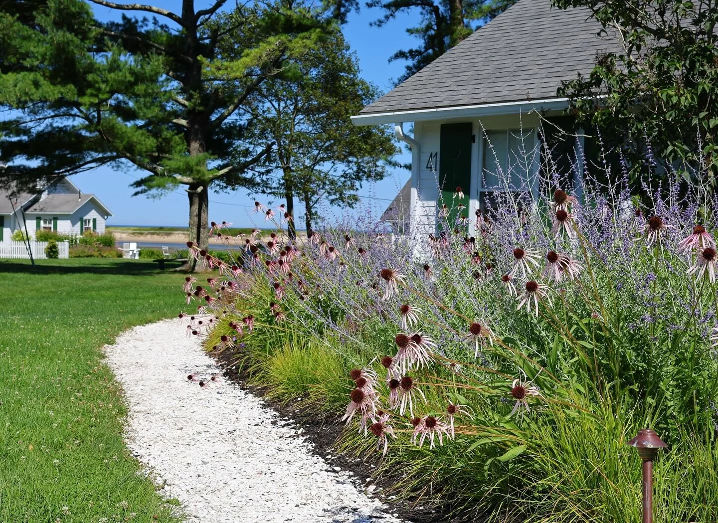 I took a quick stroll through our project down in Ogunquit today on my way back into Maine. @doe_steve &lsquo;s pool is looking as inviting as ever, and last year&rsquo;s planting is starting to fill in nicely. 

Only going to get better, as the gras