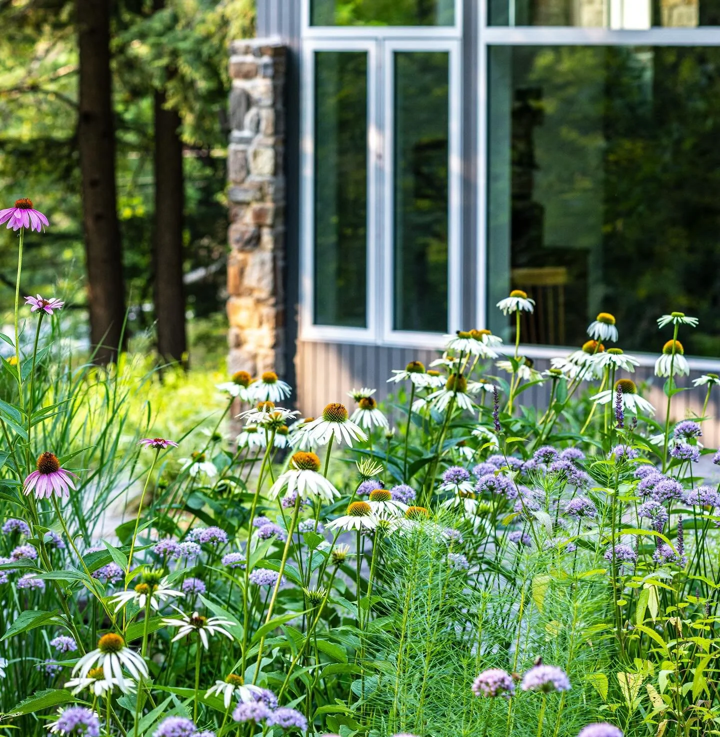 Evening August light on our Hanover Woodland garden. Never disappoints.