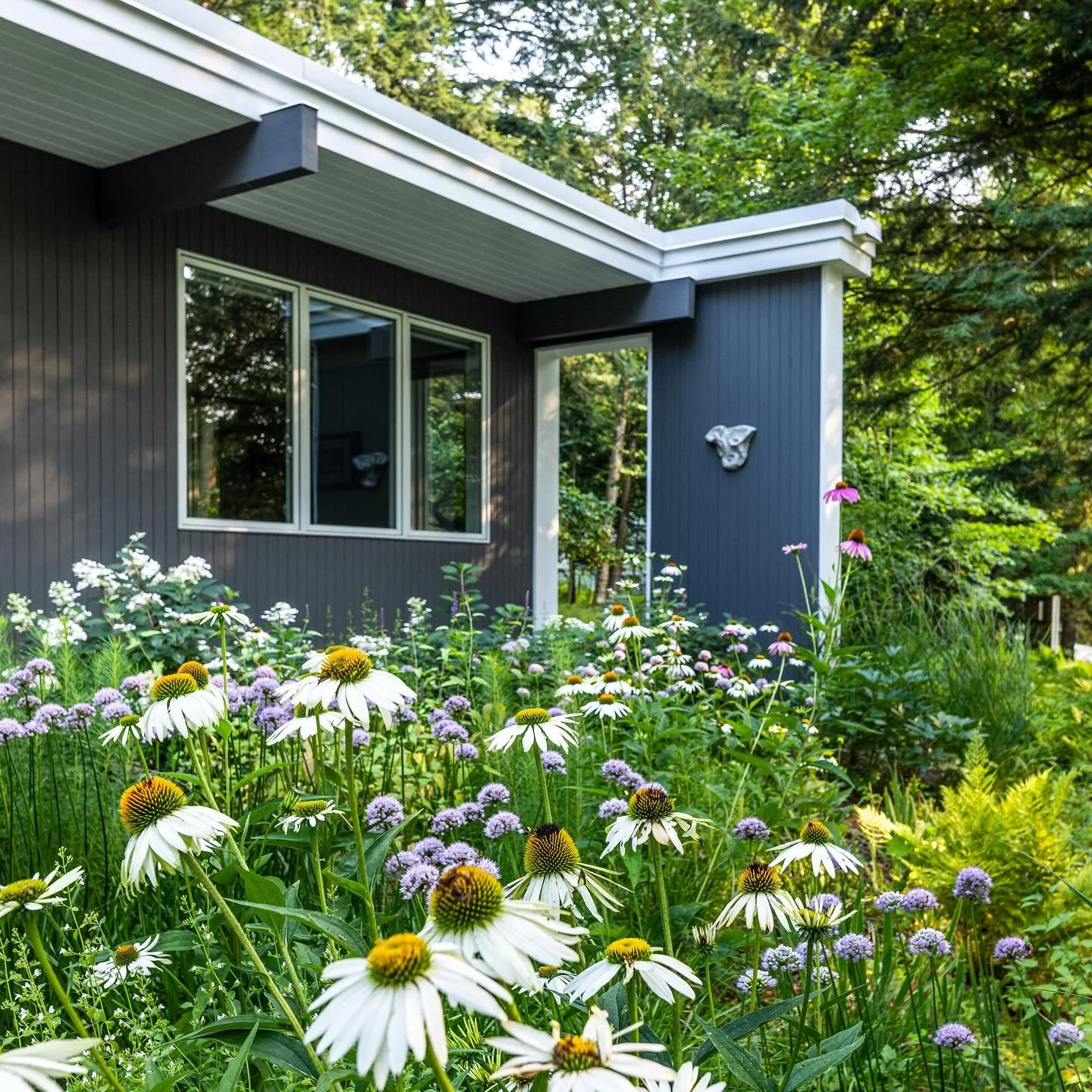 The entry garden at our Hanover Woodland. 

Design: @gbr_landscape 
Installation : @gbr_landscape and @dtlandworks 
Garden Care: @myrootedgardens 
House Renovations: @mayorkennedyarchitects