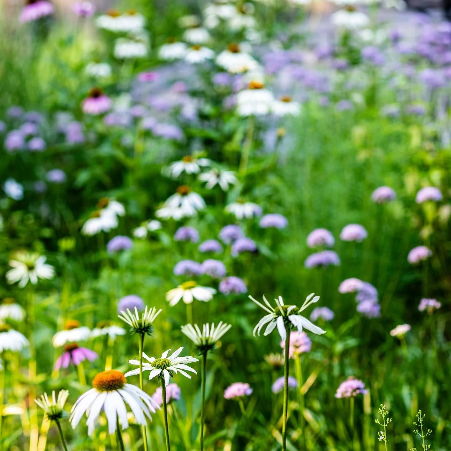 Taking stock of a summer of special gardens. 

The drought this summer meant I had very different small talk with those in the industry and those just happy to have sunny weekends. 

But a period of extended drought also shines a light on the resilie