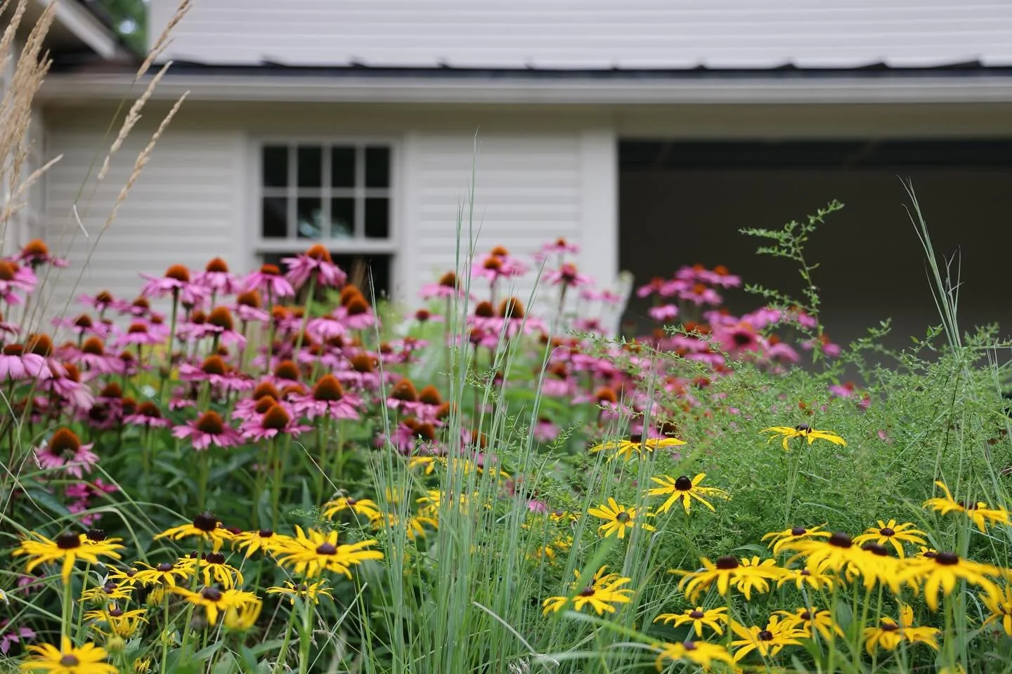 Beaver Meadow Garden&rsquo;s firework finale, before seed heads take center stage for the winter. 

October brings a beautiful blend of hope and mourning to the landscape. The days toiling outside are numbered, but we also get to sit back and appreci