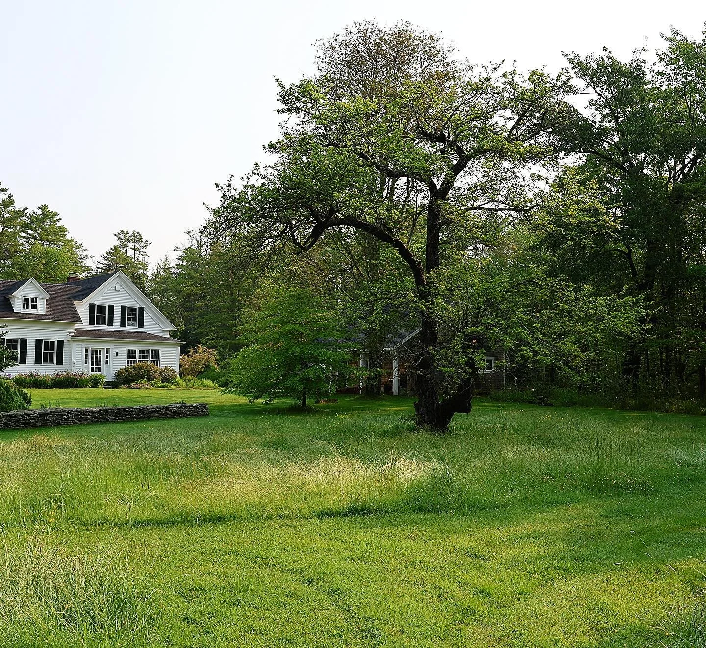 All but a few oaks have dropped their leaves by now. 

We had a wet year. We had a dry year. We&rsquo;ll see if we have a snowy year. But this old apple tree&rsquo;s still hanging on and telling me keep things in perspective. It&rsquo;s seen it all.