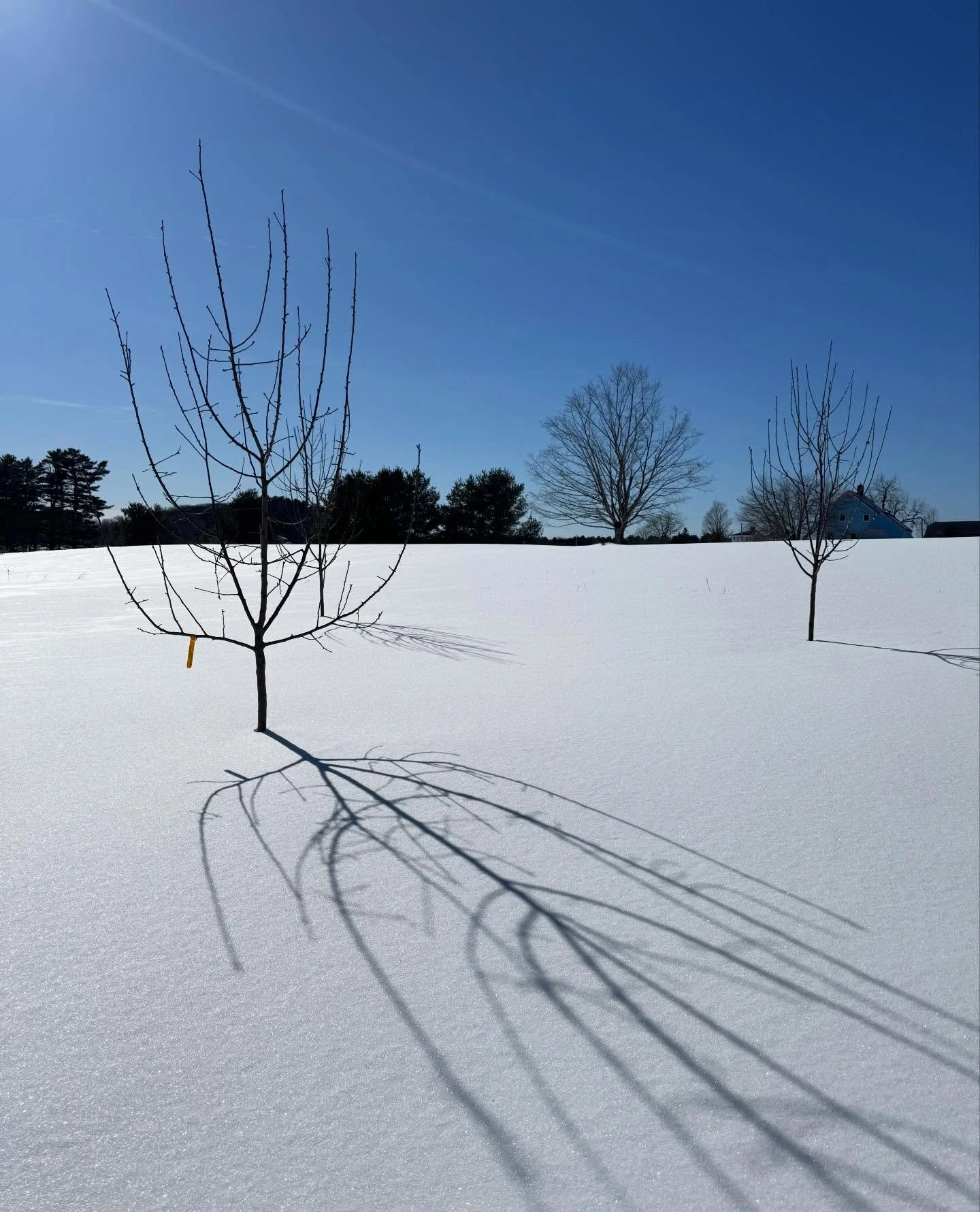 Late winter shadows on our new orchard at home. 

A bit of deer damage from December, but overall remarkably untouched for how little protection I gave them this year. 

Now, time for some pruning to set them on the right track.