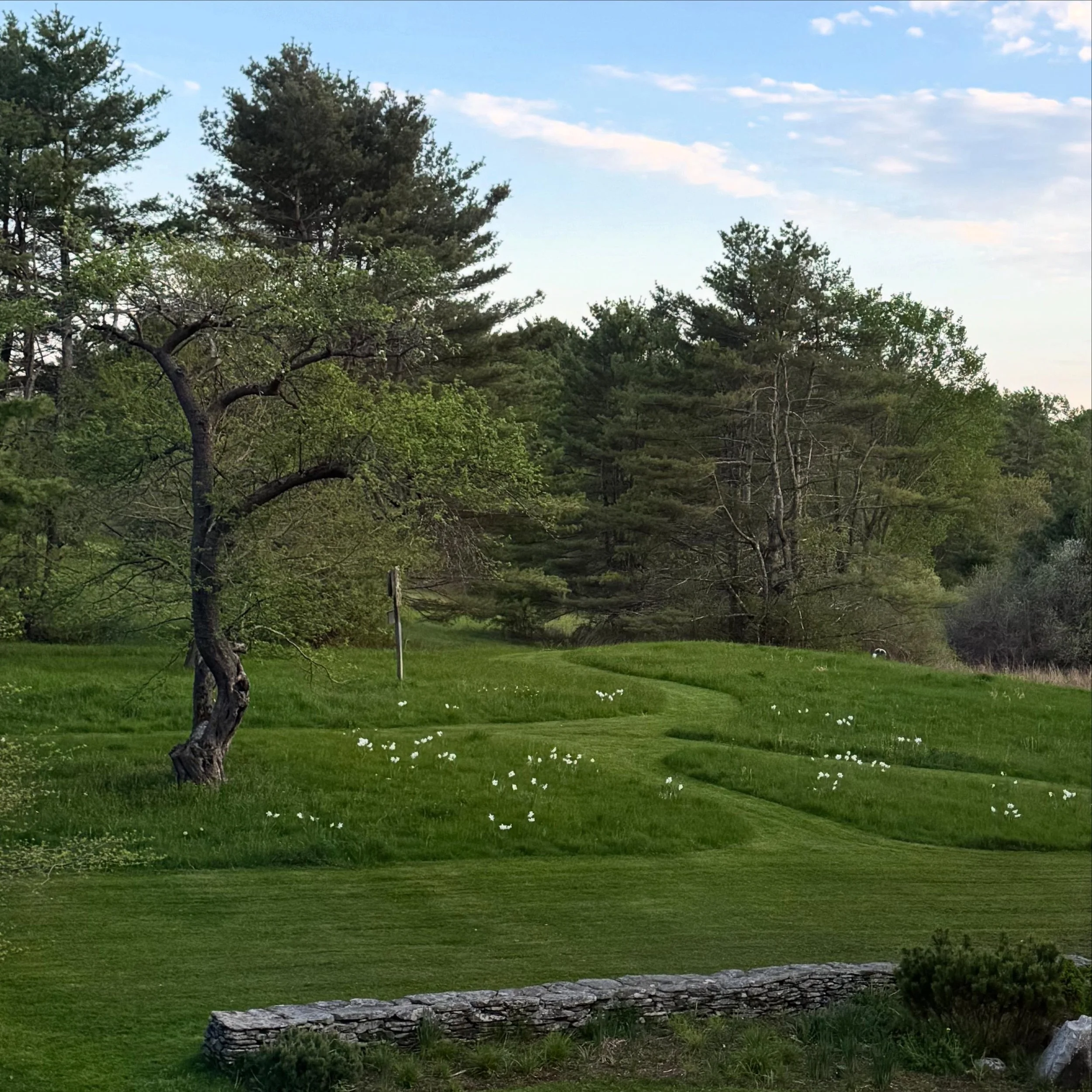 Home meadow at dusk. Summer arrived!