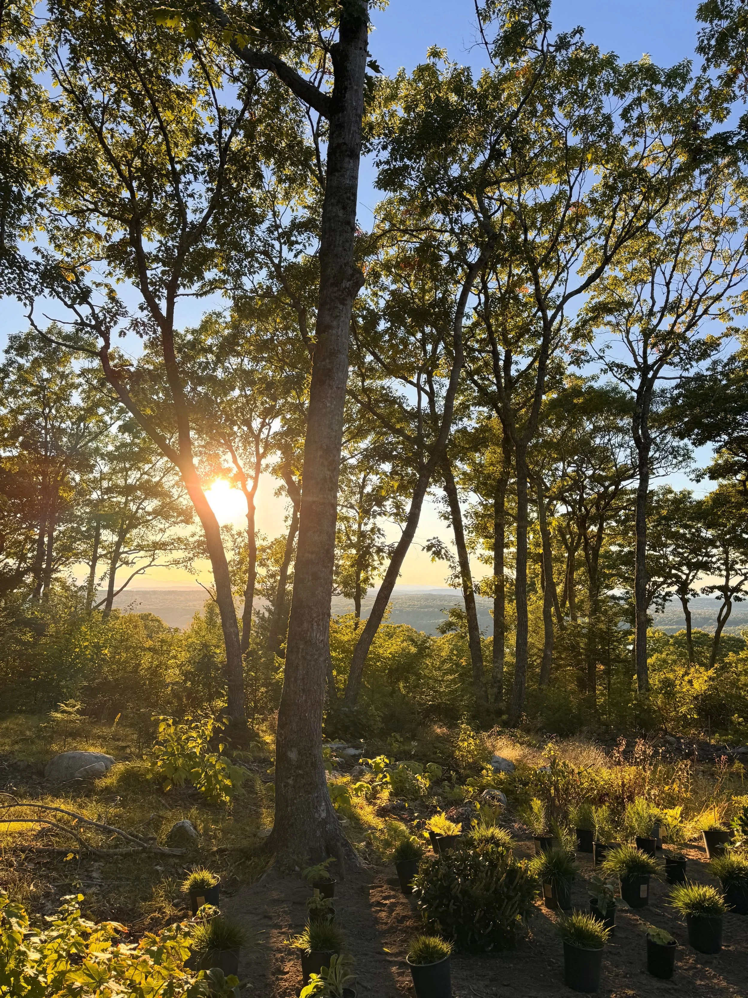 Sunset over the Camden Hills to close out a day of planting.