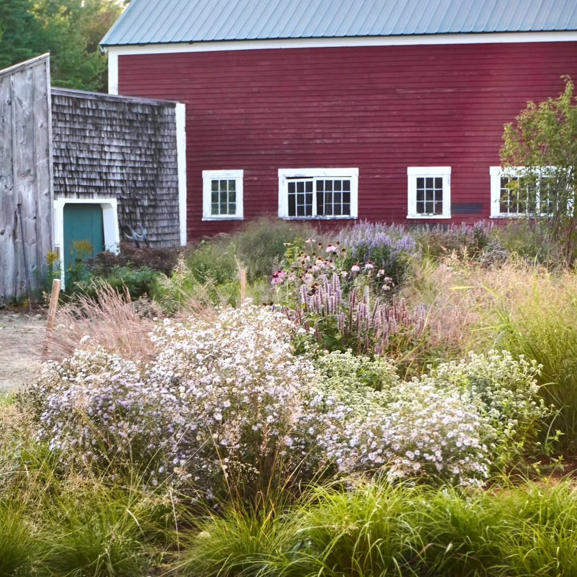 Our entry garden at @vanberkumnursery&rsquo;s new seed farm. Edits to make, but lovely to see the fruits of the first growing season through someone else&rsquo;s eyes. 

Thanks @angell_landscape for the capture!
