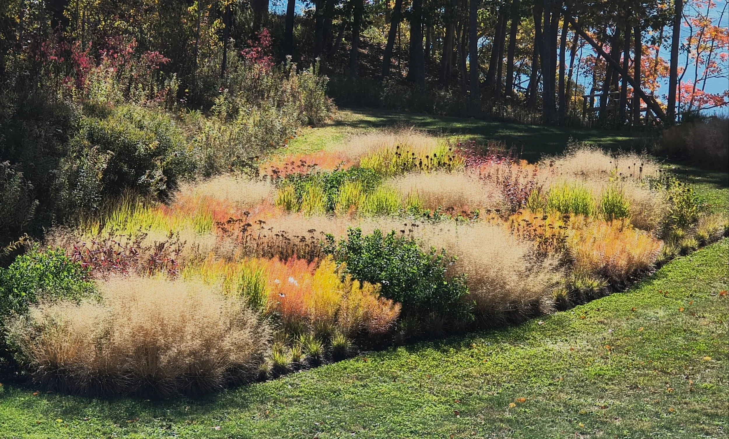 Our Pennell Point garden in its full glory this week. 11 months in the ground, and already pulling out all the stops.