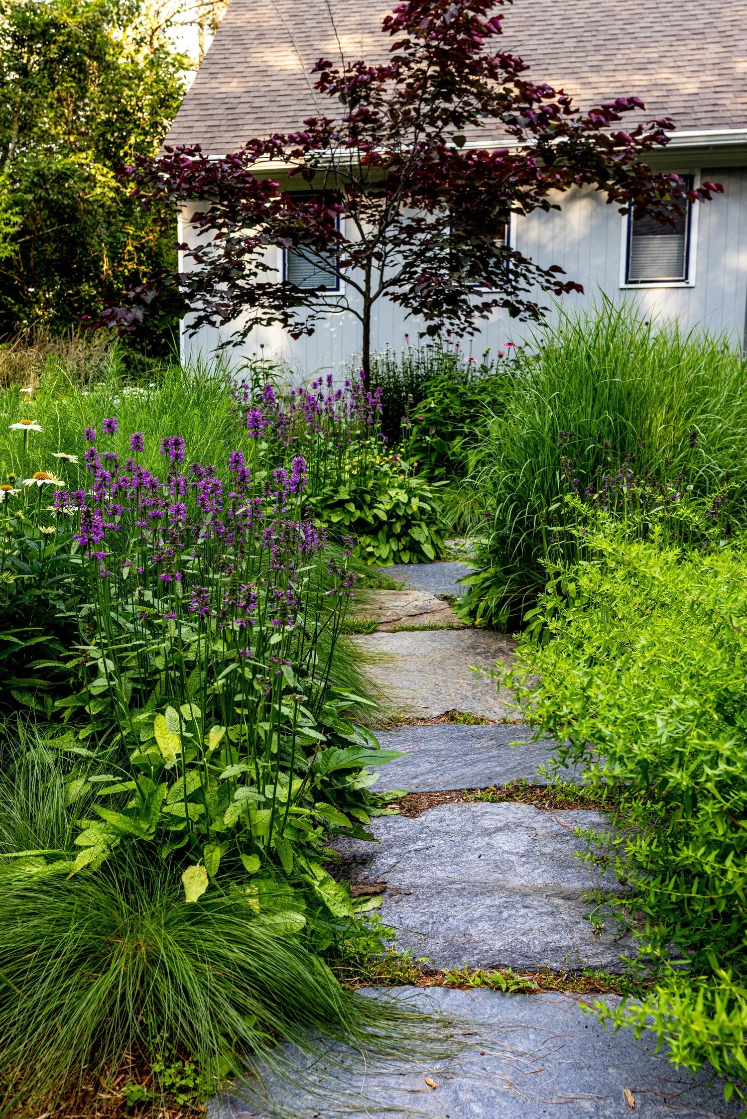 A stone pathway running through a lush, green garden with a variety of plants and flowers, leading to a house with white siding and a roof, and a tree with dark red leaves.