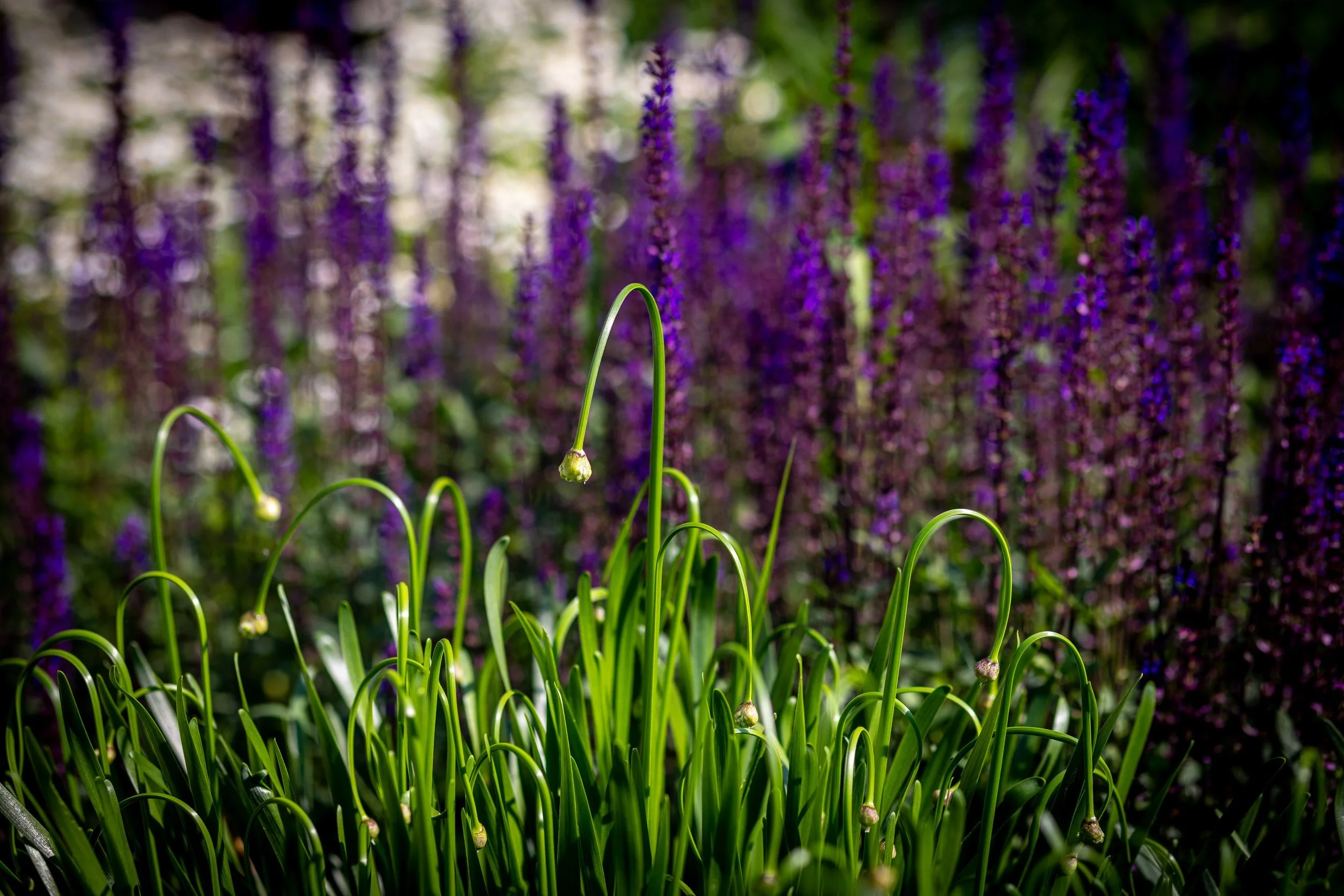 Green leaves and small white flower buds in the foreground with purple flowering plants in the background