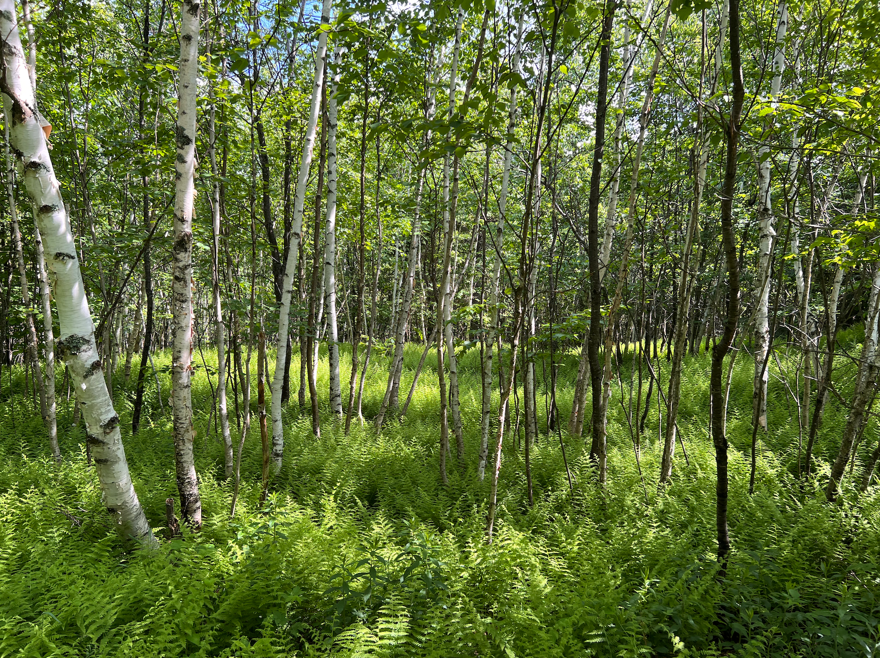 d'A land - Rochester.png