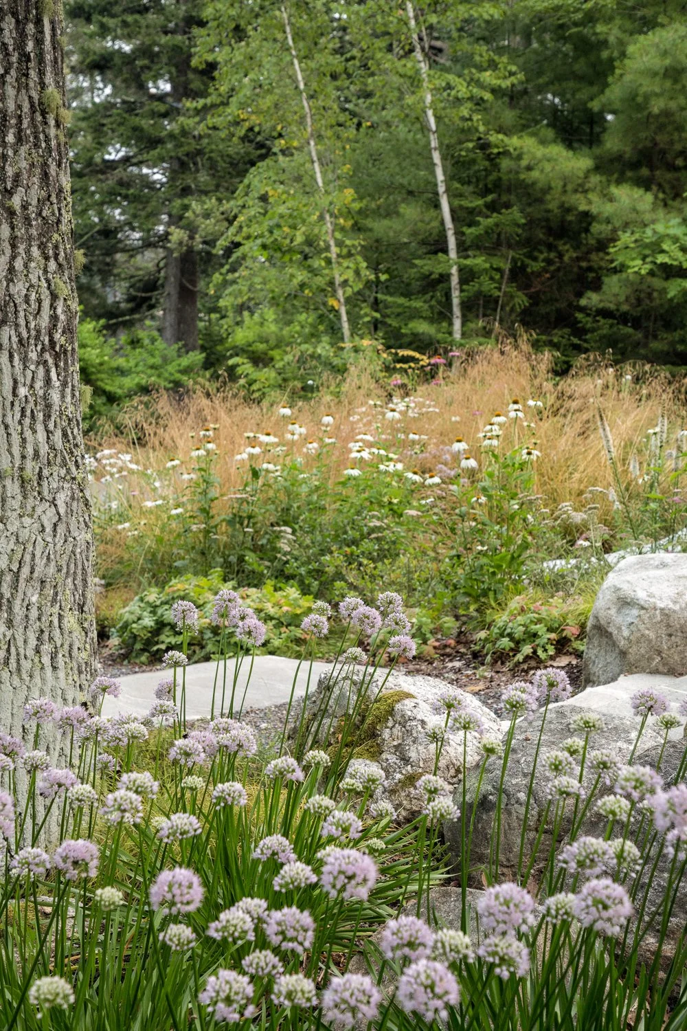 A garden with various blooming flowers, rocks, and a large tree trunk in the foreground, with trees and greenery in the background.