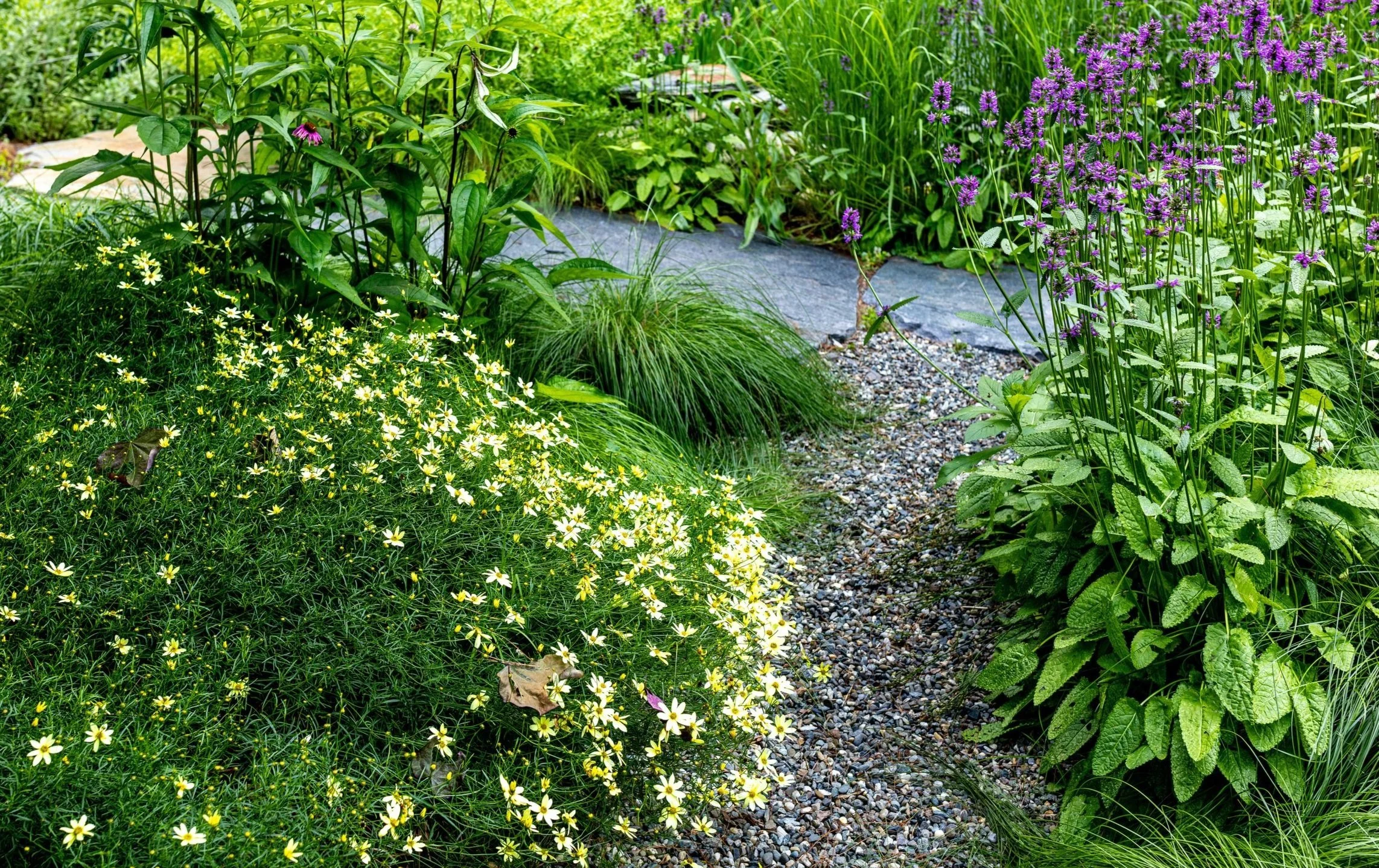 A lush garden path surrounded by various green plants and purple and yellow flowers.